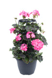 Geranium - Tall Dark Handsome Hot Pink