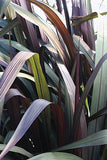 Pennisetum - Purpureum First Knight
