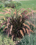 Pennisetum Setaceum - Rubrum