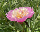 Peonia - Sorbet
