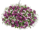 Petunia - Supertunia Mini Vista Plum Veined