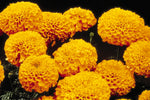 Marigold - Perfection Orange