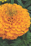 Marigold - Perfection Orange