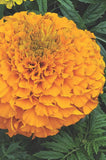 Marigold - Perfection Orange