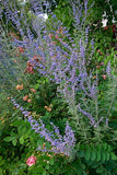 Perovskia Atriplicifolia - Jelena Russian Sage