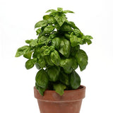 Basil - Pesto Party