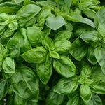 Basil - Pesto Party