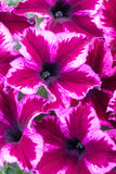 Petunia - Crazytunia Cosmic Pink