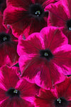 Petunia - Crazytunia Cosmic Purple