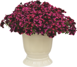 Petunia - Crazytunia Cosmic Purple