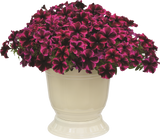 Petunia - Crazytunia Cosmic Purple