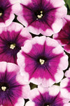 Petunia - Crazytunia Passion Punch