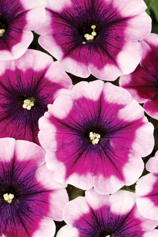 Petunia - Crazytunia Passion Punch