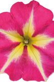 Petunia - Crazytunia Pink Flamingo