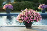 Petunia - Supertunia Vista Bubblegum