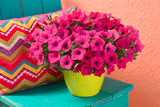Petunia - Supertunia Vista Fuchsia