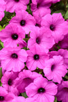 Petunia - Supertunia Vista Jazzberry