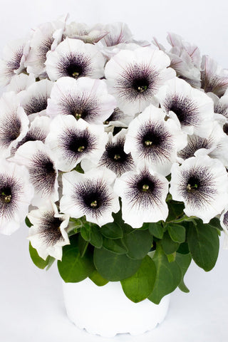 Petunia - Crazytunia Black & White