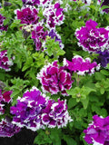 Petunia - Double Pirouette Purple