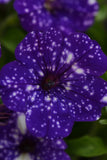 Petunia - Night Sky