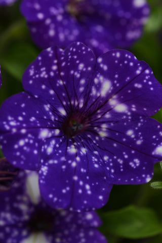 Petunia - Night Sky