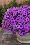 Petunia - Supertunia Mini Vista Indigo