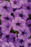 Petunia - Supertunia Mini Vista Indigo