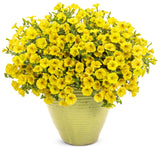 Petunia - Supertunia Mini Vista Yellow