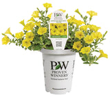 Petunia - Supertunia Mini Vista Yellow