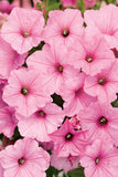 Petunia - Supertunia Vista Bubblegum
