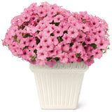 Petunia - Supertunia Vista Bubblegum