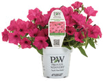 Petunia - Supertunia Vista Fuchsia