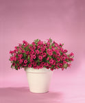 Petunia - Supertunia Vista Fuchsia