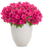 Petunia - Supertunia Vista Fuchsia
