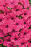 Petunia - Supertunia Vista Fuchsia