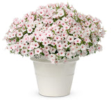 Petunia - Supertunia Vista Silverberry