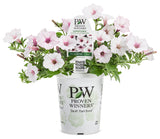 Petunia - Supertunia Vista Silverberry