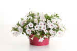 Petunia - Supertunia Vista Silverberry