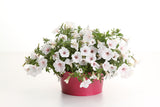 Petunia - Supertunia Vista Silverberry