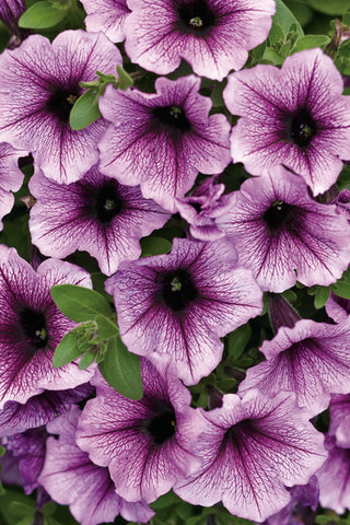 Petunia - Supertunia Bordeaux