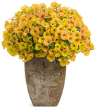 Petunia - Supertunia Honey