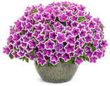 Petunia - Supertunia Hoopla Vivid Orchid