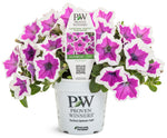 Petunia - Supertunia Hoopla Vivid Orchid