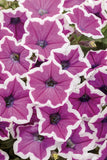Petunia - Supertunia Hoopla Vivid Orchid