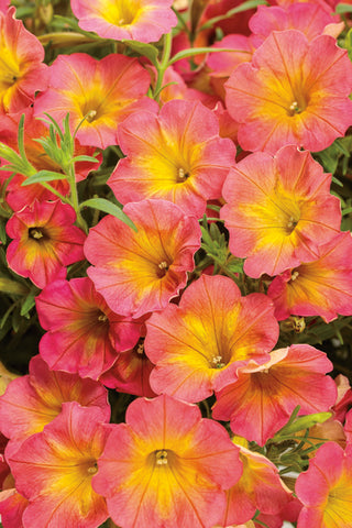 Petunia - Supertunia Persimmon