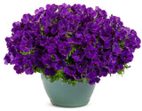 Petunia - Supertunia Royal Velvet