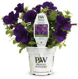 Petunia - Supertunia Royal Velvet