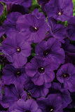 Petunia - Supertunia Royal Velvet