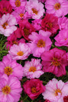 Portulaca - Happy Hour Pink Passion Mix