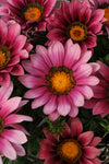 Gazania - New Day Pink Shades